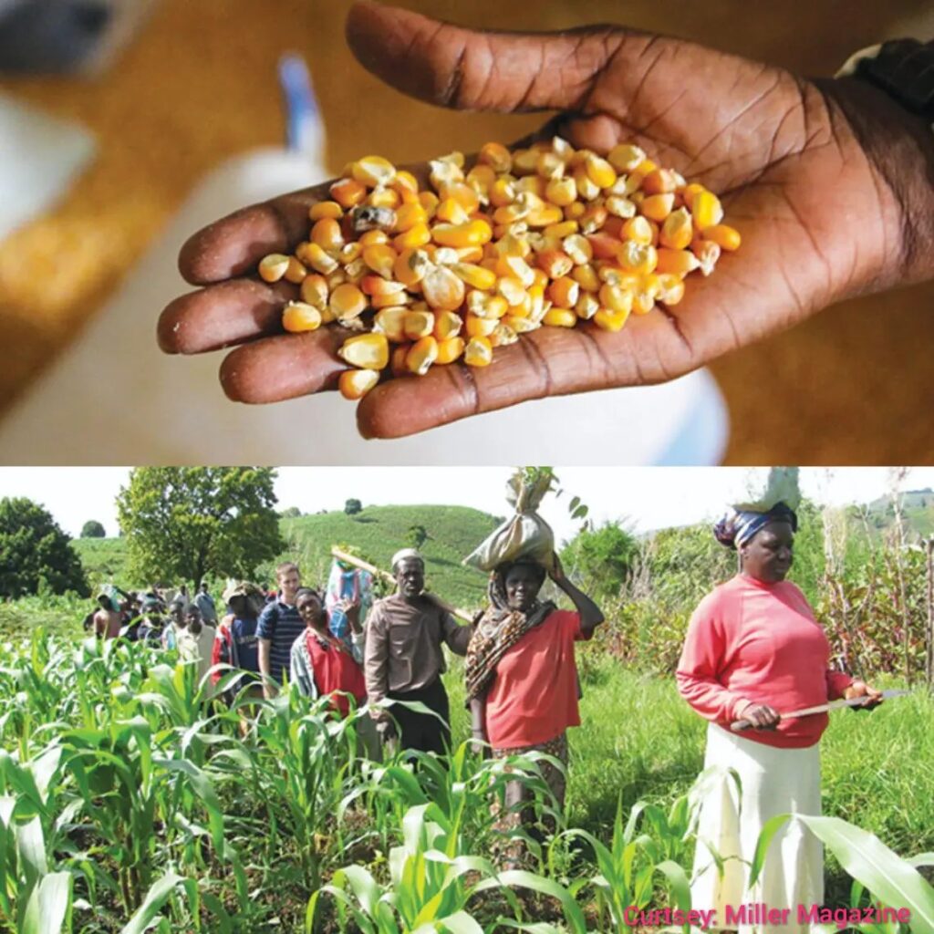 Home made production of wheat