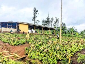 Bangem, Highest Producer of Plantain in Camroon