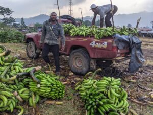 Plantain Buyers Benefiting from Dumped Plantains at Giveaway Prices