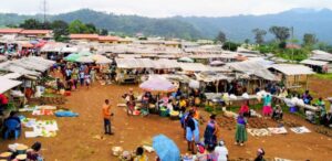 Bangem Market Without Bunches on Plantain... All Plantain Reserved for Festival