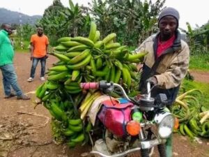 Plantain Farmer in Bangem, Disappointed