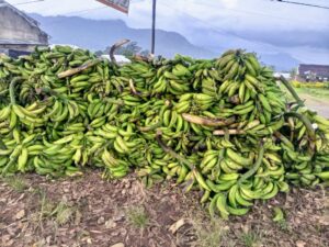 Bangem Plantains Transported to Festival in Limbe