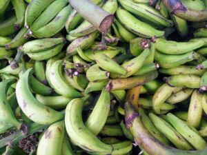 Bangem Plantains, Best Specie for Transformation