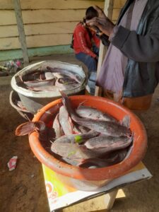 The Great Harvest at Seme Fish Pond