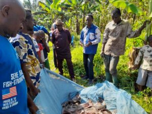 Fish Harvested at Seme Fish Pond, Njom village