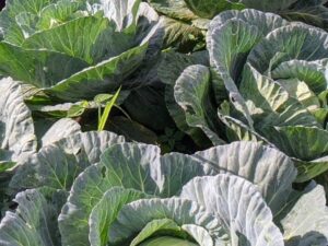 Cabbage Grown with Organic Fertilizer in Bangem