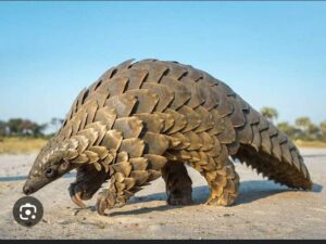 Pangolin, an Endangered Specie in Cameroon