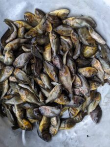 Fishes harvested at Lake Bermin